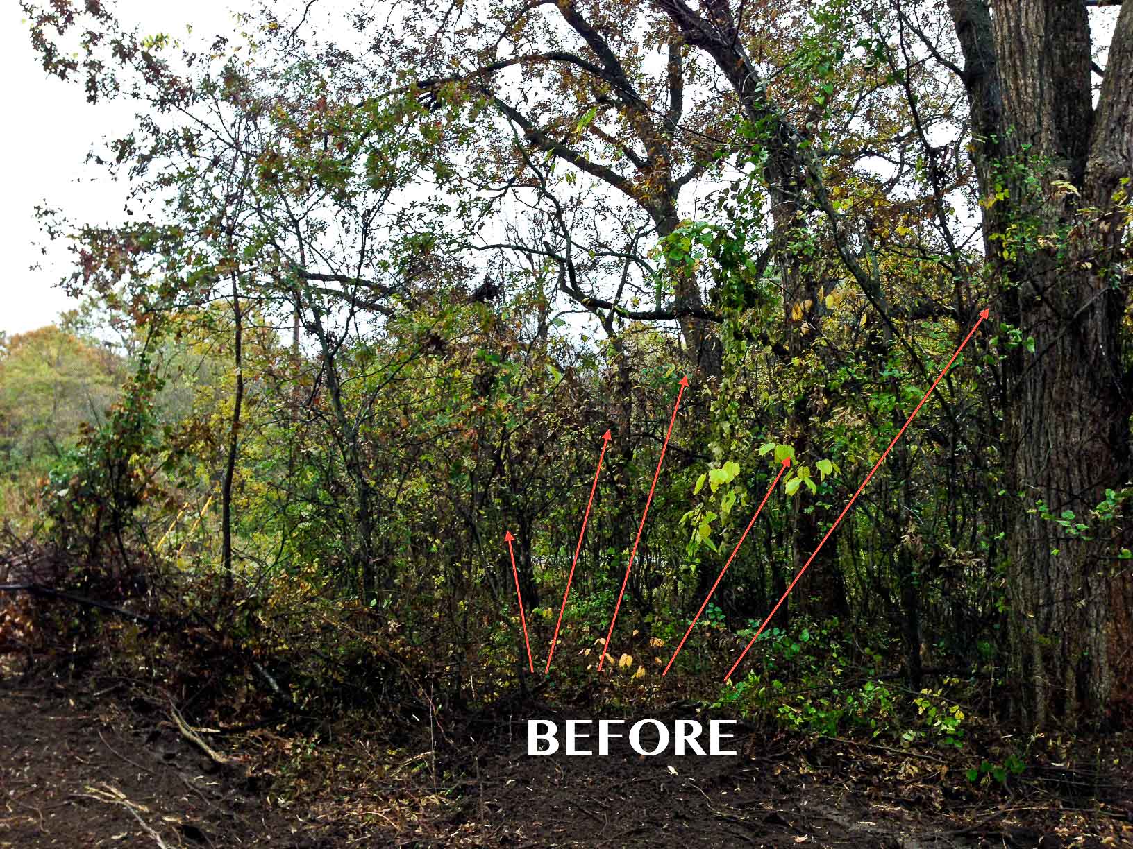 Bushwackers Land Clearing ServicesBushwackers Land Clearing