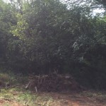 bushwackers-land-clearing-testimonial